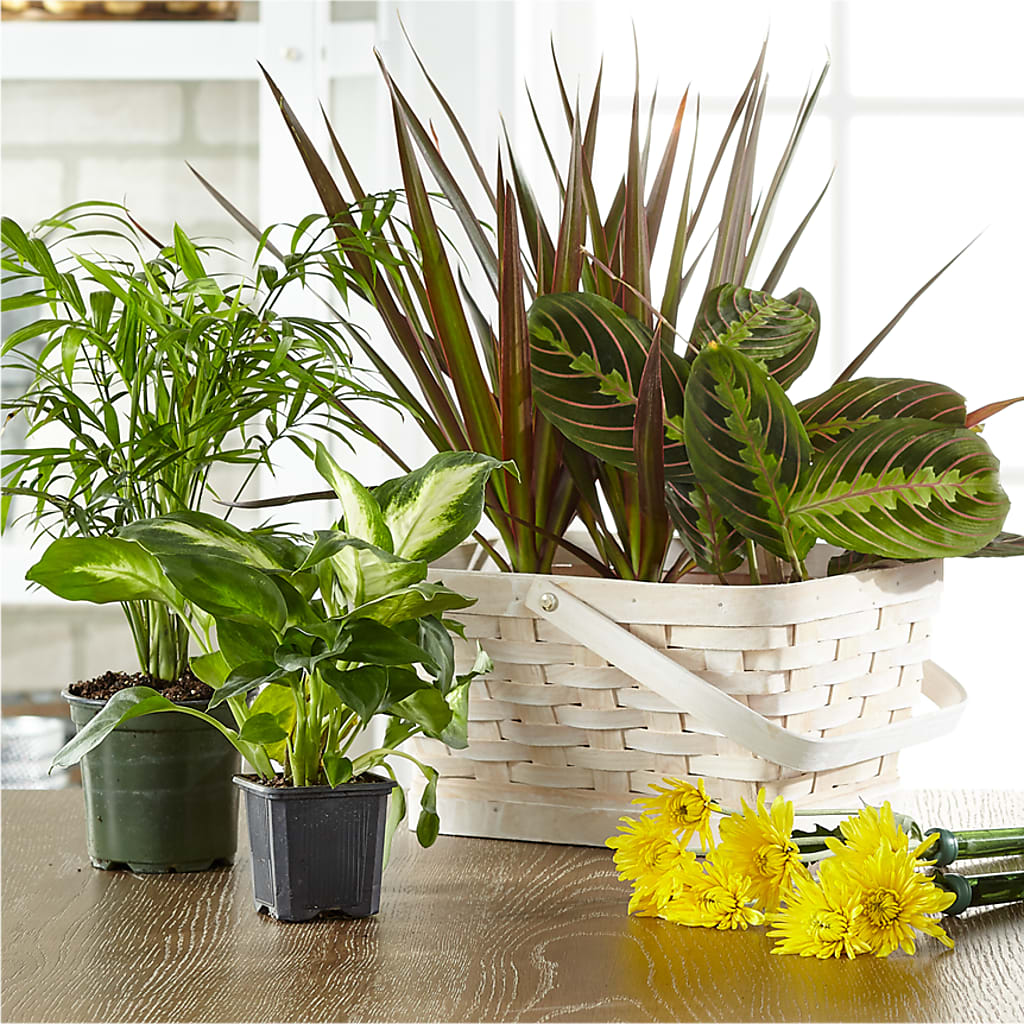 Florist Designed Blooming and Green Plants in a Basket – Blossom Shop, Traverse City MI
