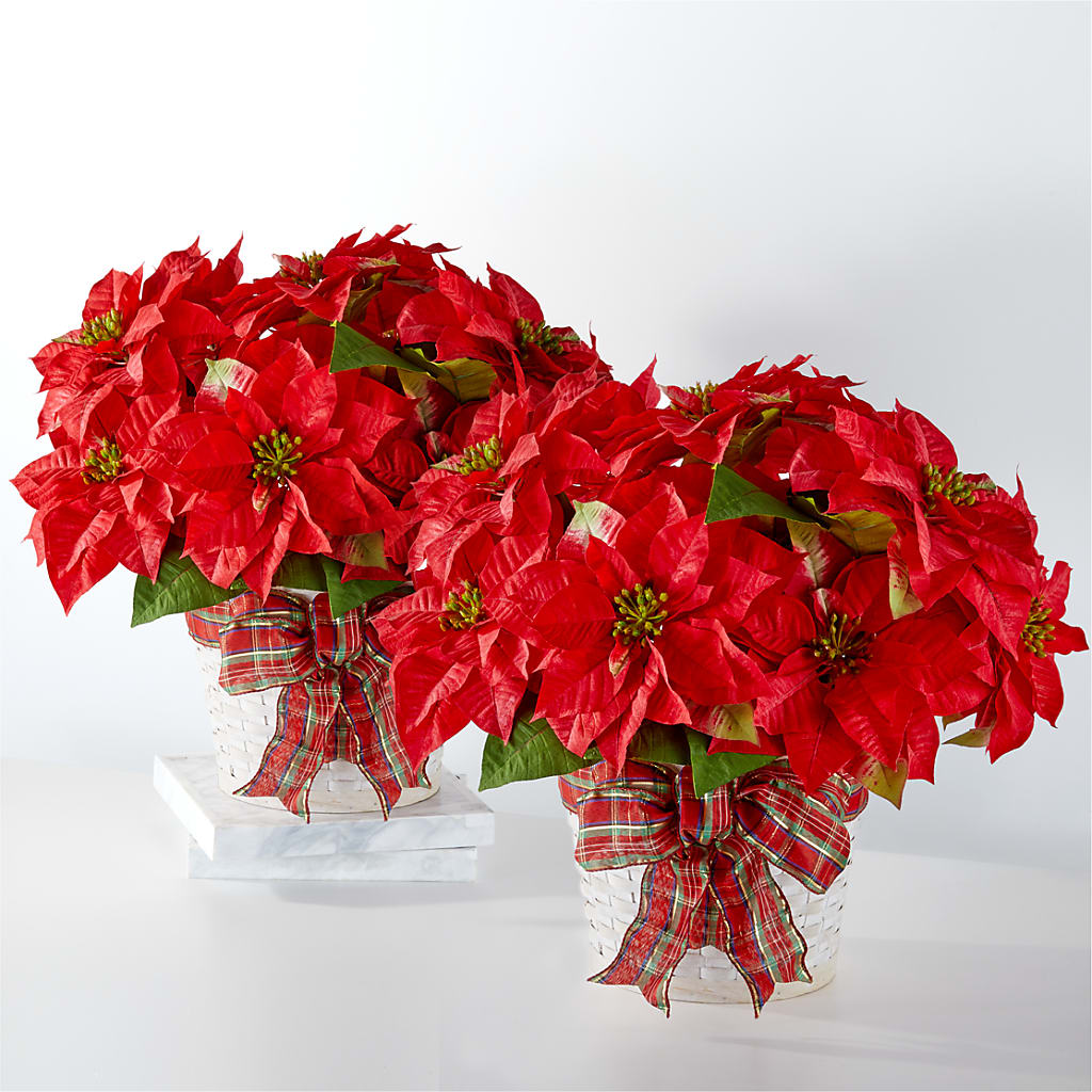 Happiest Holidays Poinsettia Bundle – Blossom Shop, Traverse City MI