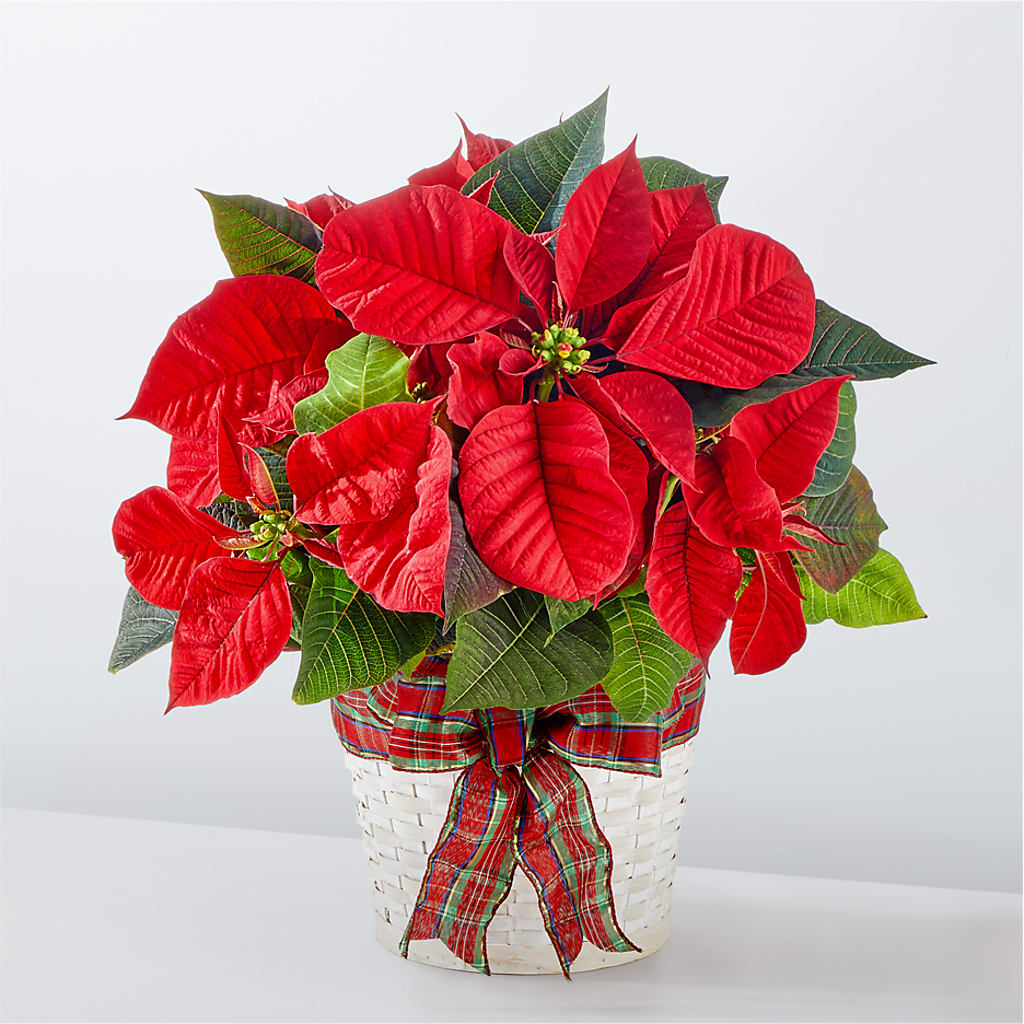 Happiest Holidays Poinsettia – Blossom Shop, Traverse City MI
