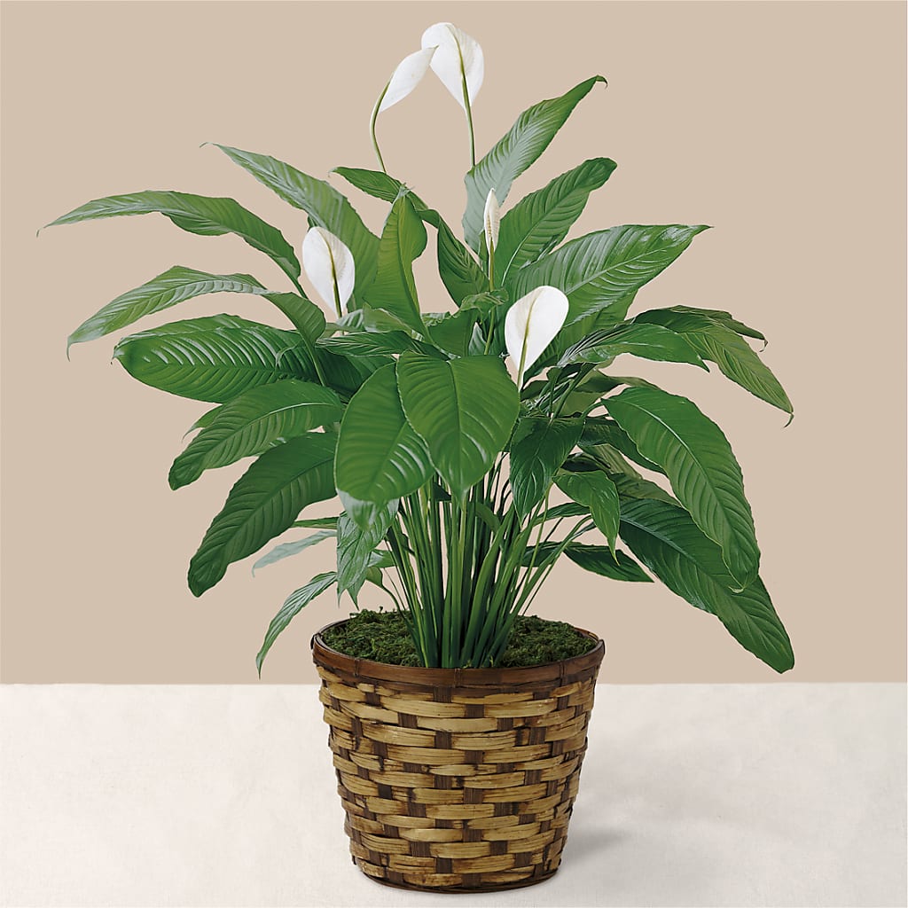 Tranquil Moments Peace Lily Plant – Blossom Shop, Traverse City MI