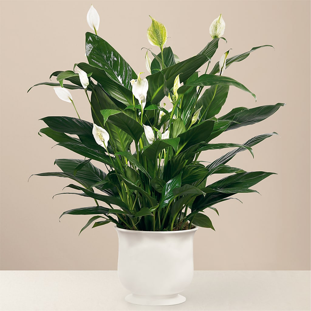 Comfort Planter – Blossom Shop, Traverse City MI