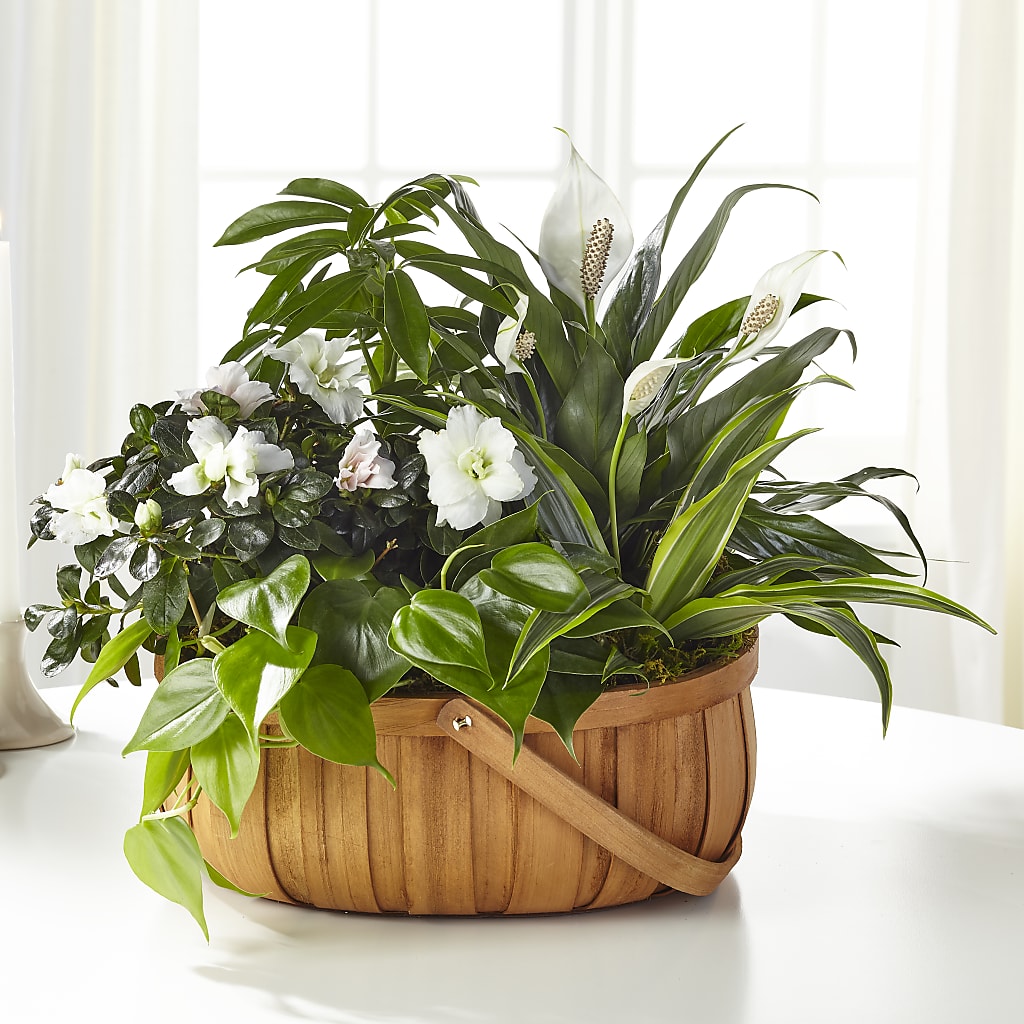 Serene Dishgarden – Blossom Shop, Traverse City MI