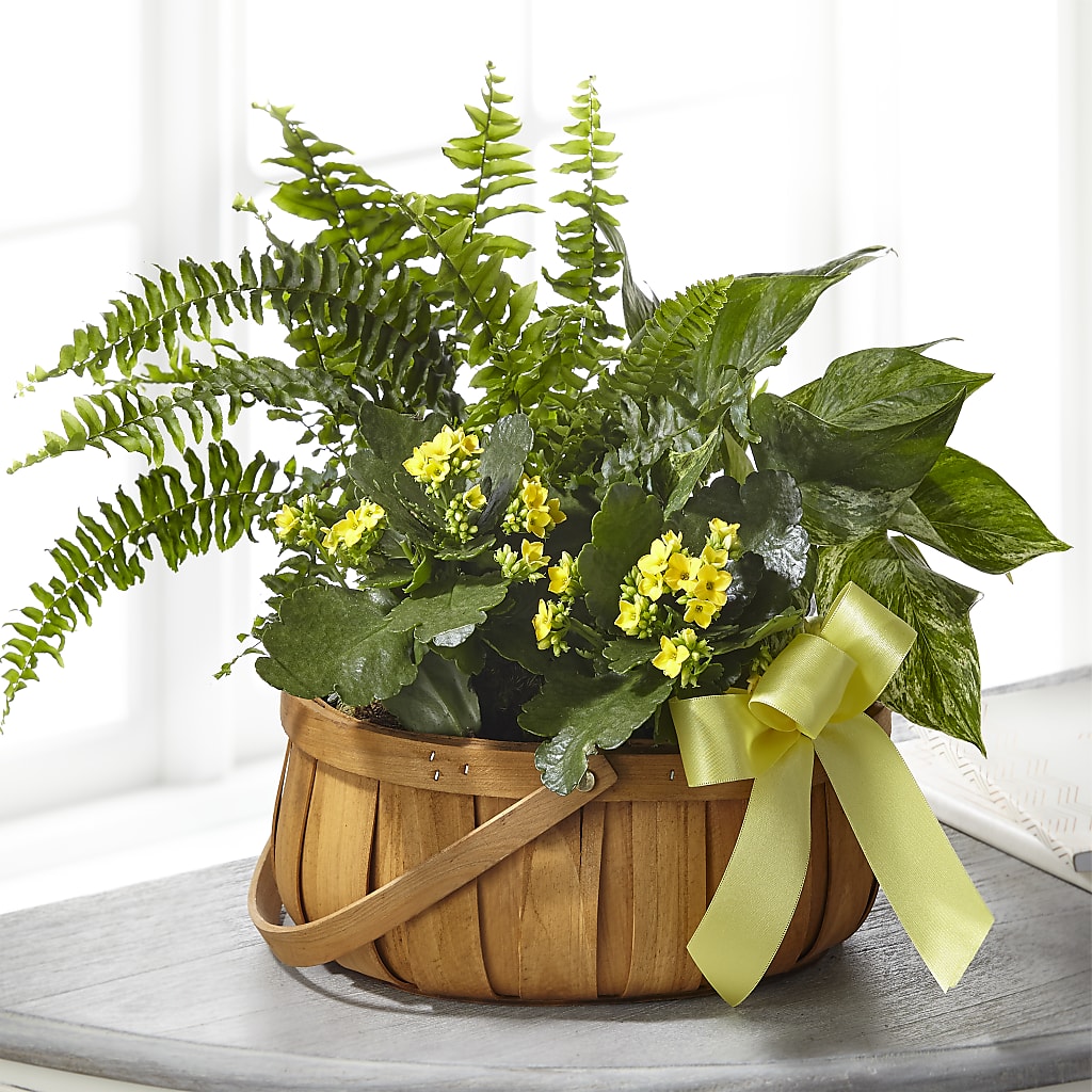Always Dear Dishgarden – Blossom Shop, Traverse City MI