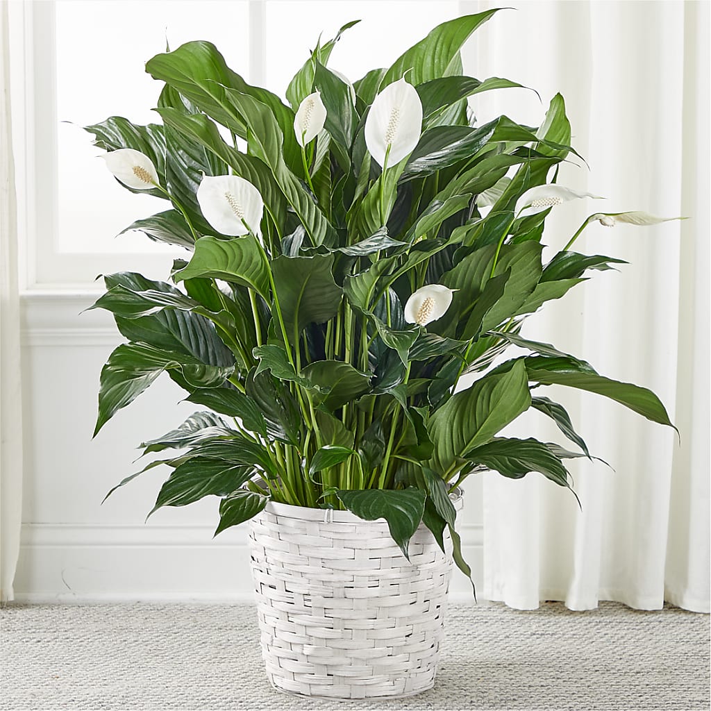 A New Leaf Peace Lily – Blossom Shop, Traverse City MI