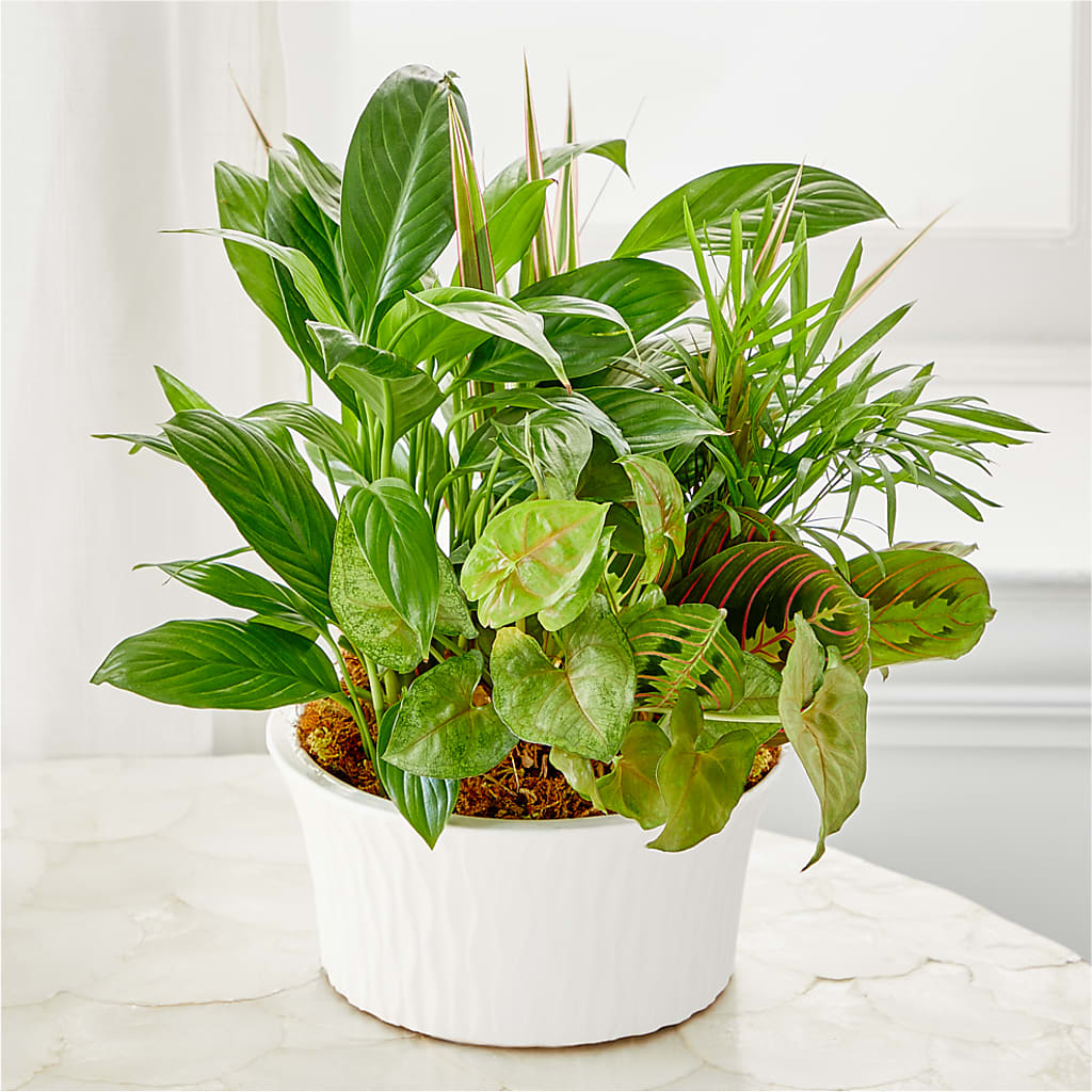 Balance & Harmony Dishgarden – Blossom Shop, Traverse City MI