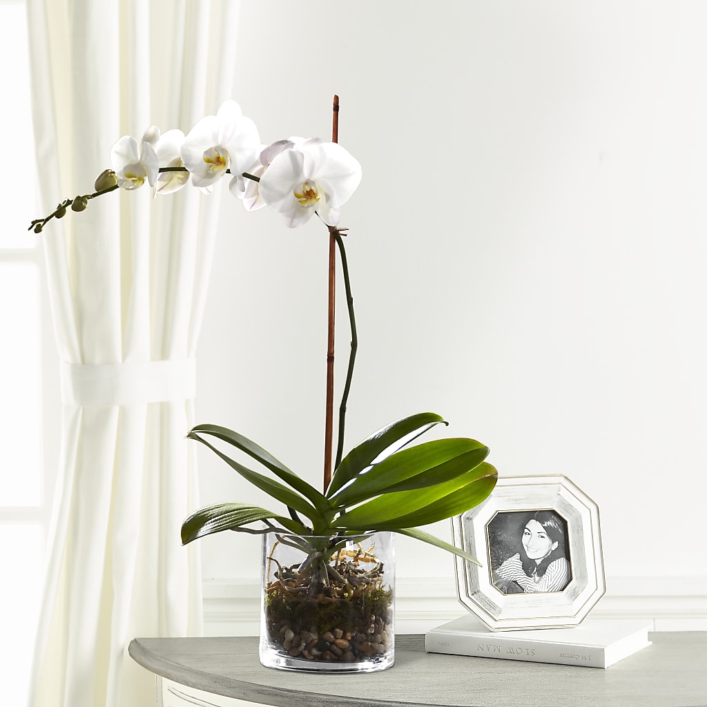 White Orchid Planter – Blossom Shop, Traverse City MI