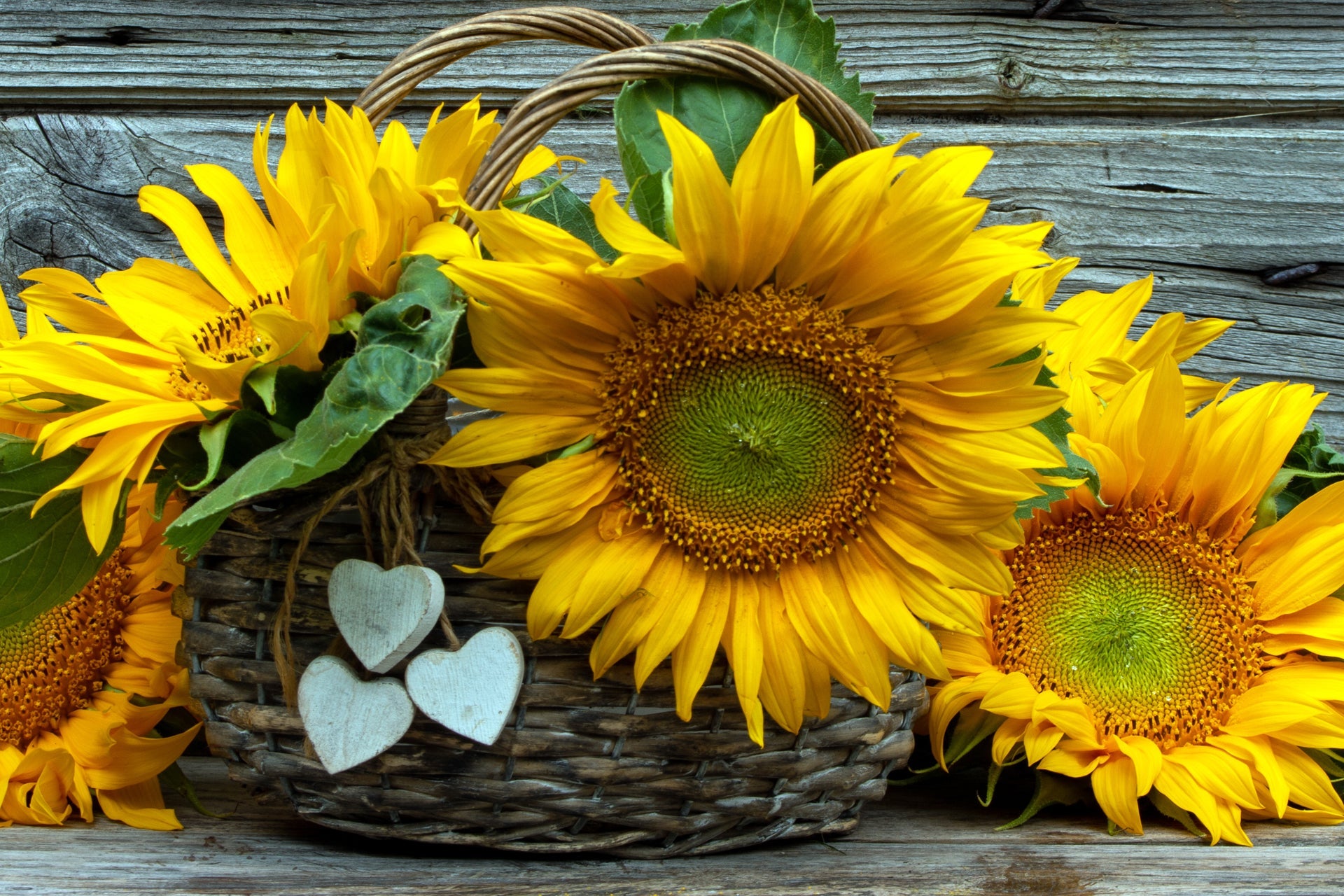 Sunflowers