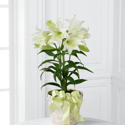 Easter Lily Plant –  Blossom Shop, Traverse City MI