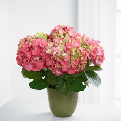 Pink Hydrangea Planter –  Blossom Shop, Traverse City MI