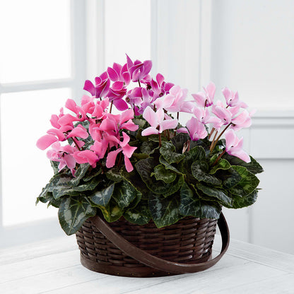 Mixed Cyclamen Planter –  Blossom Shop, Traverse City MI