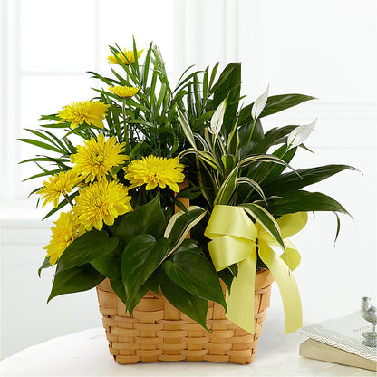 Loving Light Dishgarden –  Blossom Shop, Traverse City MI