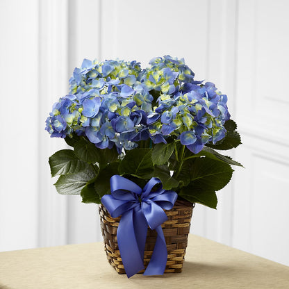 Blue Hydrangea Planter –  Blossom Shop, Traverse City MI