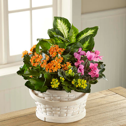 Color Crush Dishgarden –  Blossom Shop, Traverse City MI