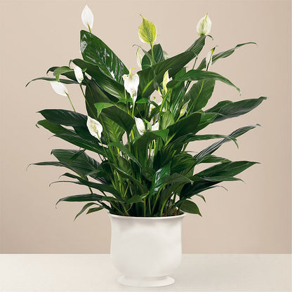 Comfort Planter –  Blossom Shop, Traverse City MI