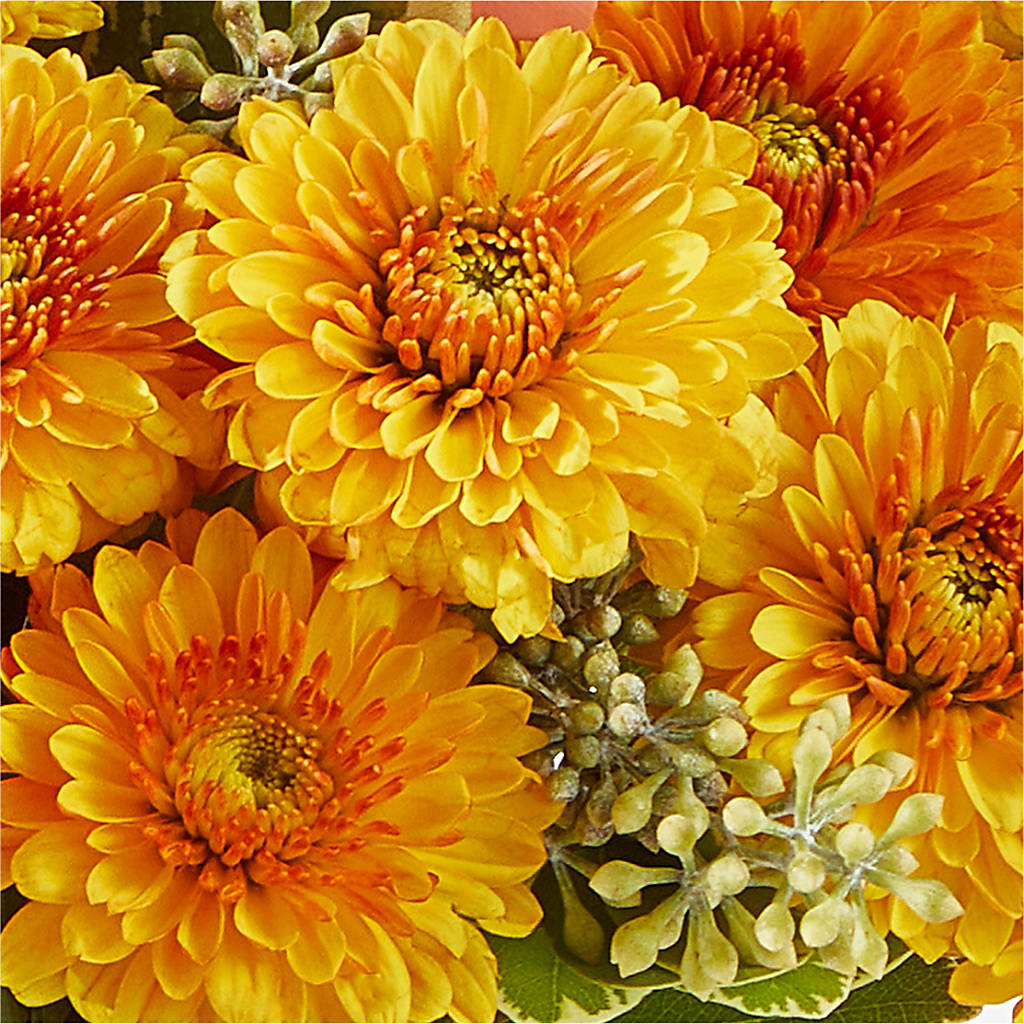 Peachy Pumpkin –  Blossom Shop, Traverse City MI