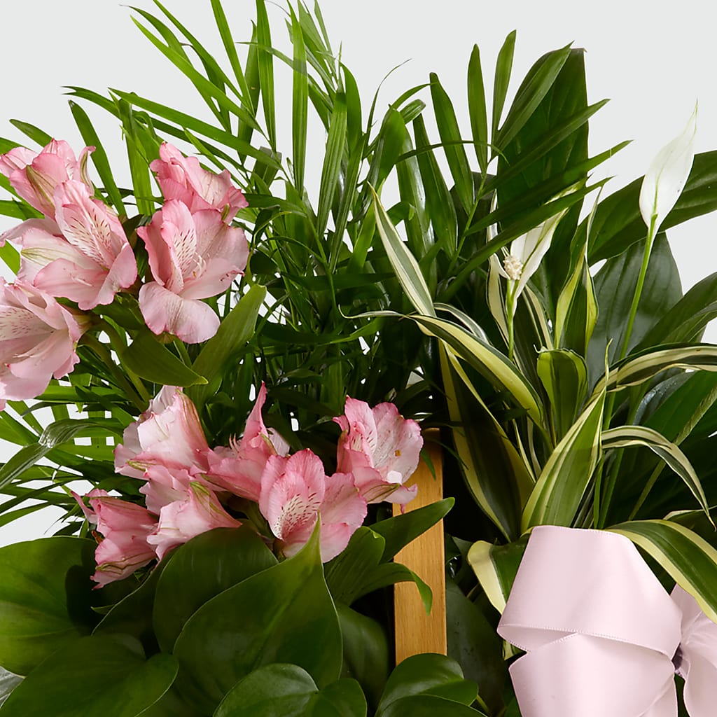 Living Spirit Dishgarden –  Blossom Shop, Traverse City MI