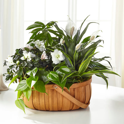 Serene Dishgarden –  Blossom Shop, Traverse City MI
