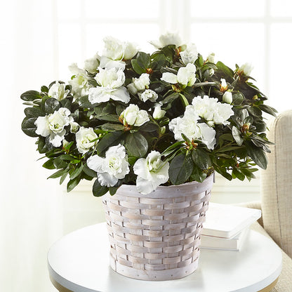 White Azalea Plant –  Blossom Shop, Traverse City MI