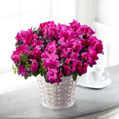 Hope & Serenity Azalea Plant –  Blossom Shop, Traverse City MI