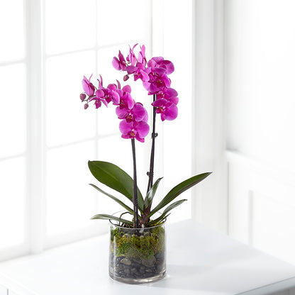 Pink Orchid Plant –  Blossom Shop, Traverse City MI