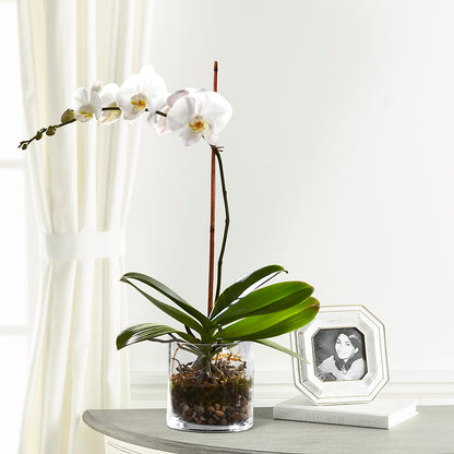 White Orchid Planter –  Blossom Shop, Traverse City MI