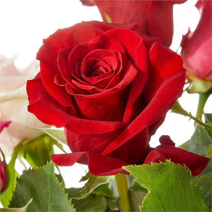 Love Notes Rose Bouquet –  Blossom Shop, Traverse City MI